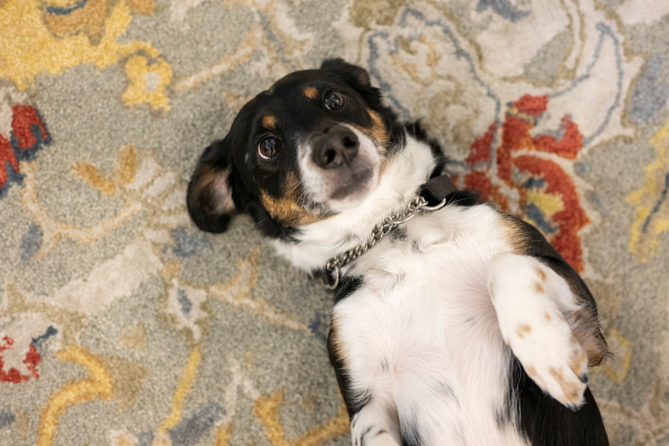 Parkville Main Level